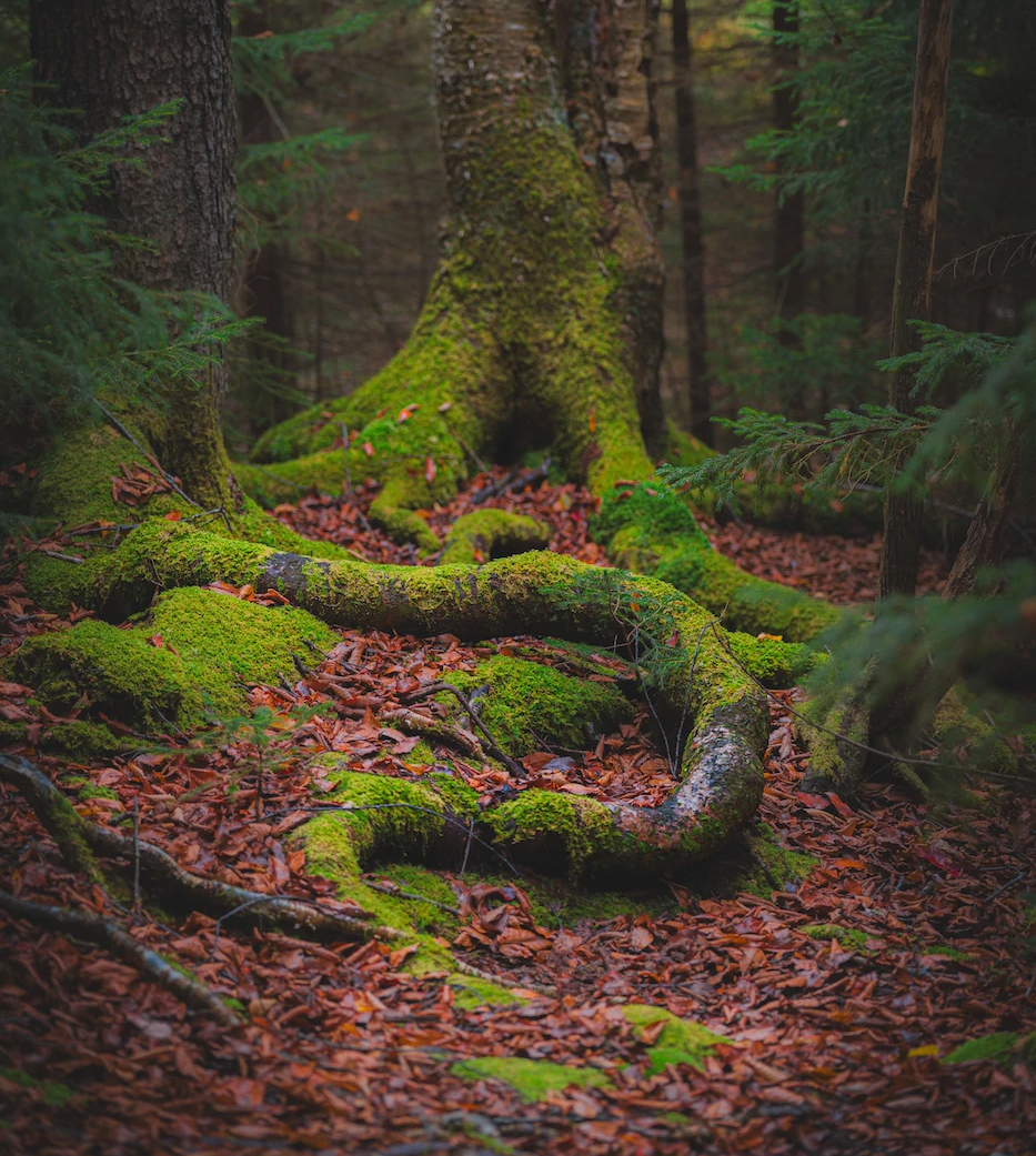 vision. learning what to see. how to see it.