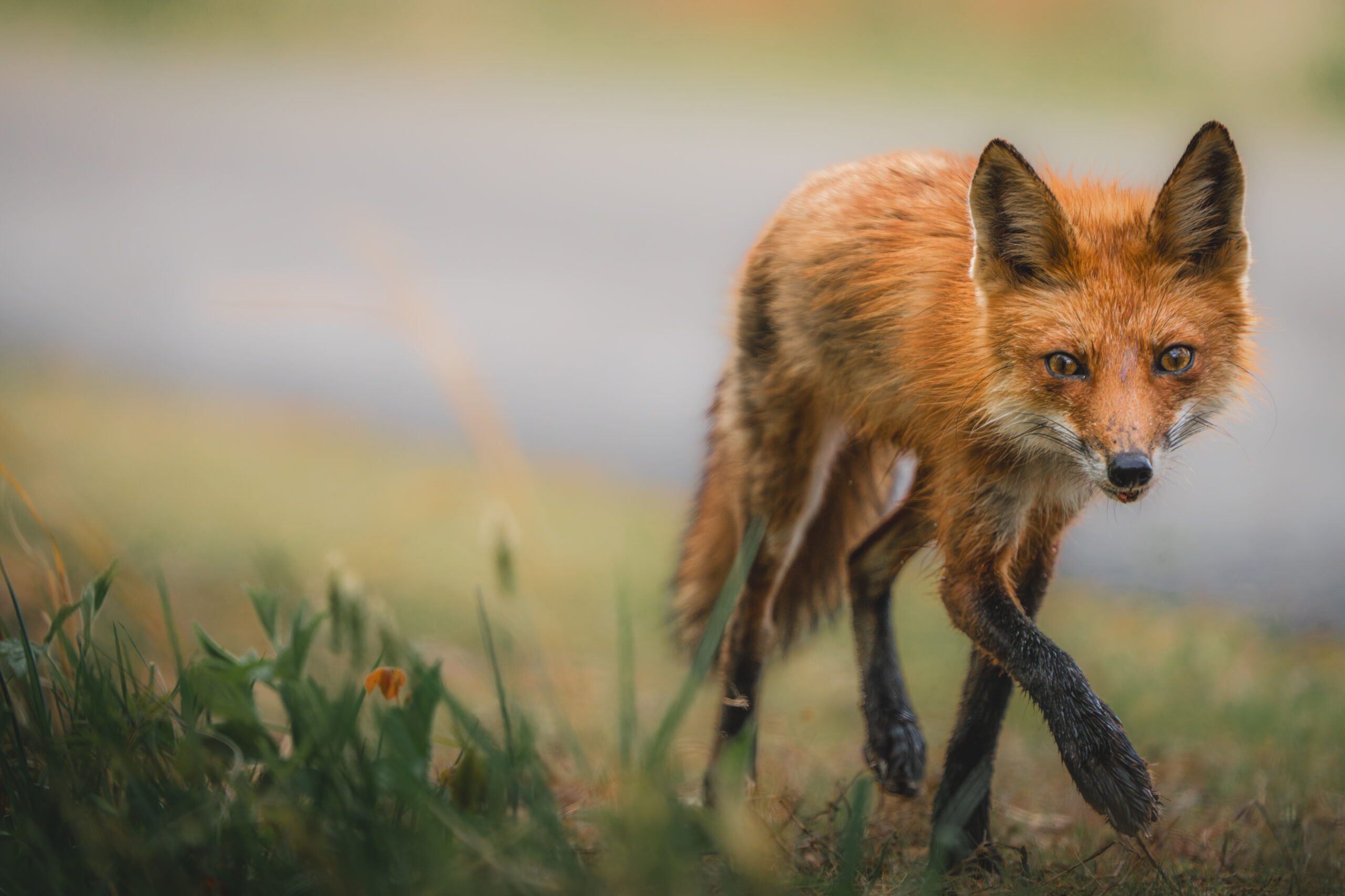 fox vixen on the prowl