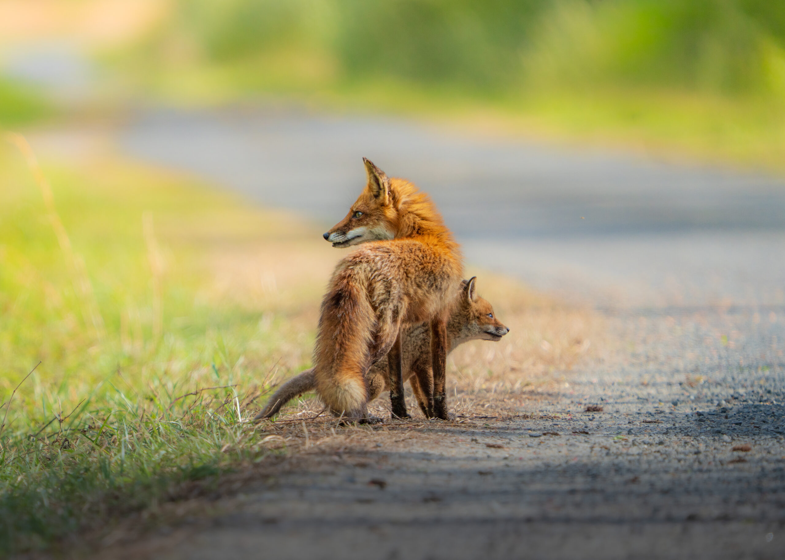 fox kits waiting for mom