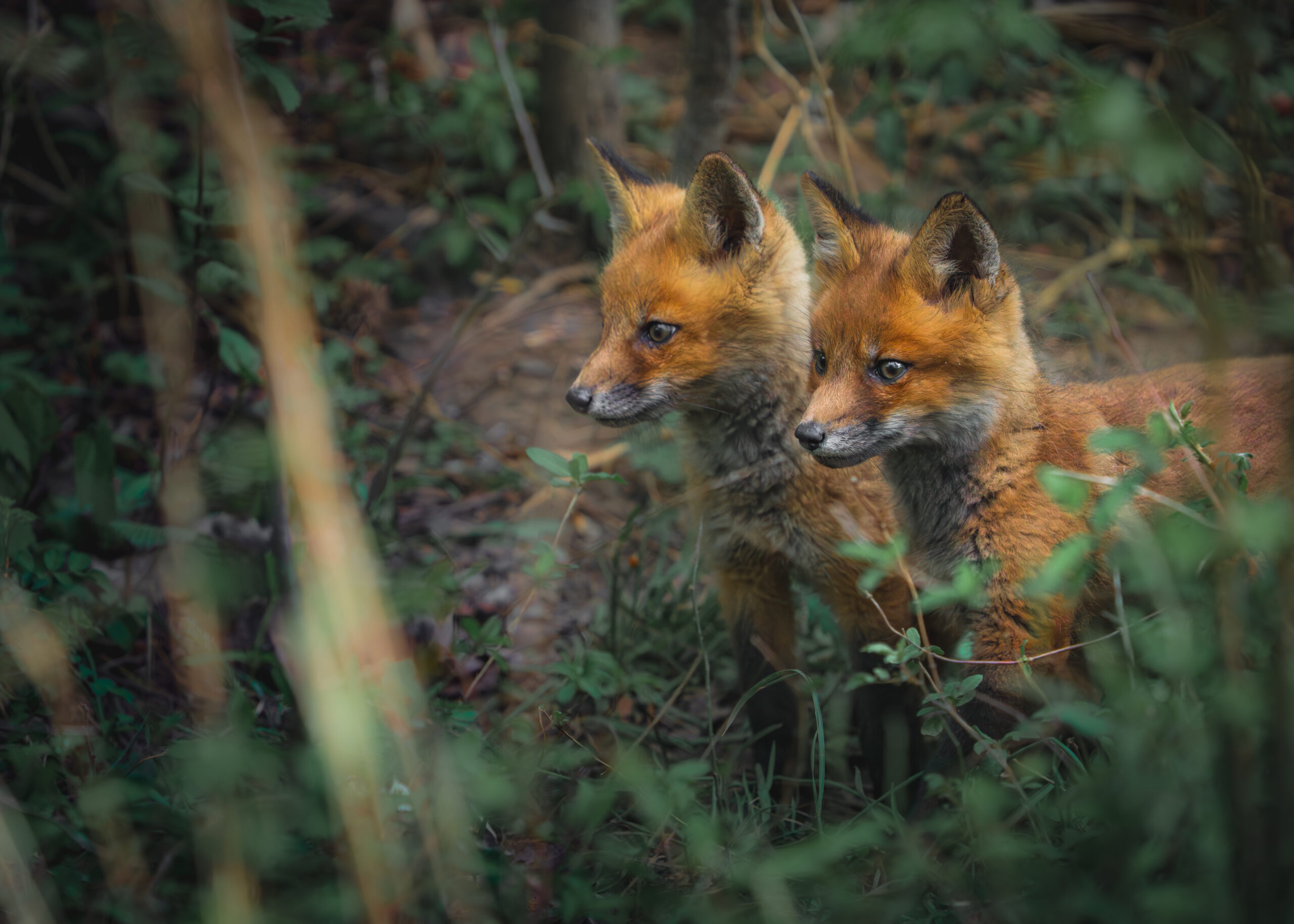 fox kits waiting for mom