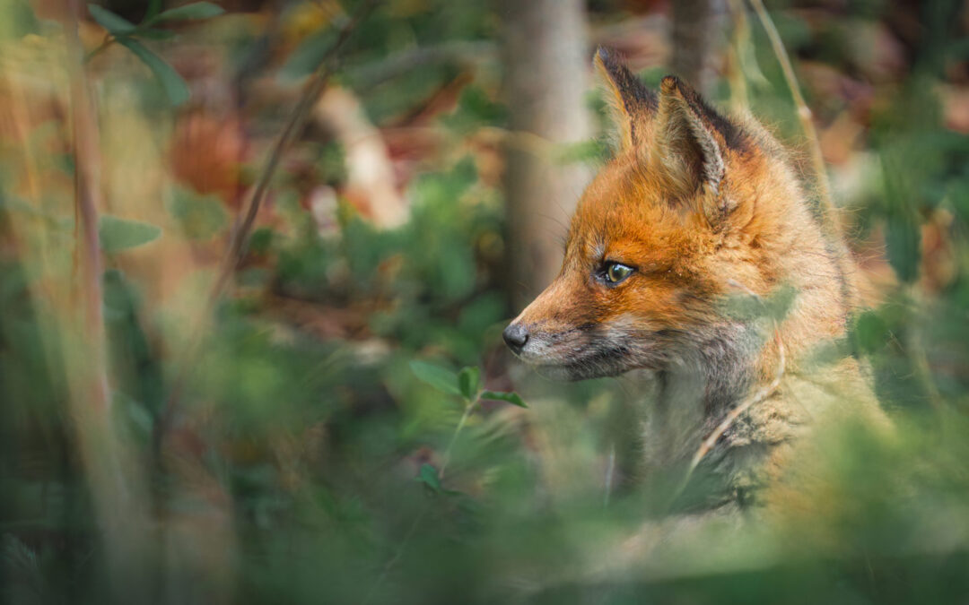 A rainy day, a third loop, and a fox family