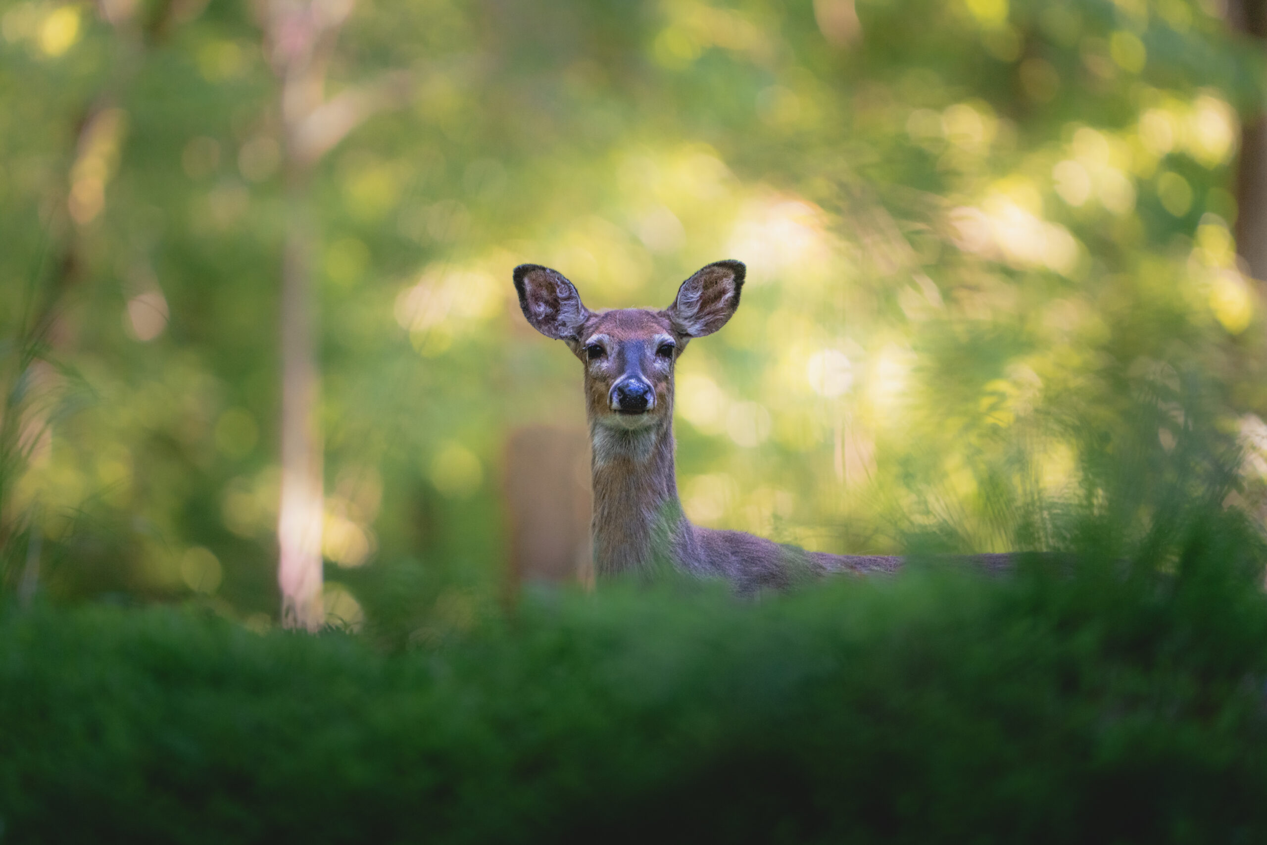 whitetail deer doe in the forest