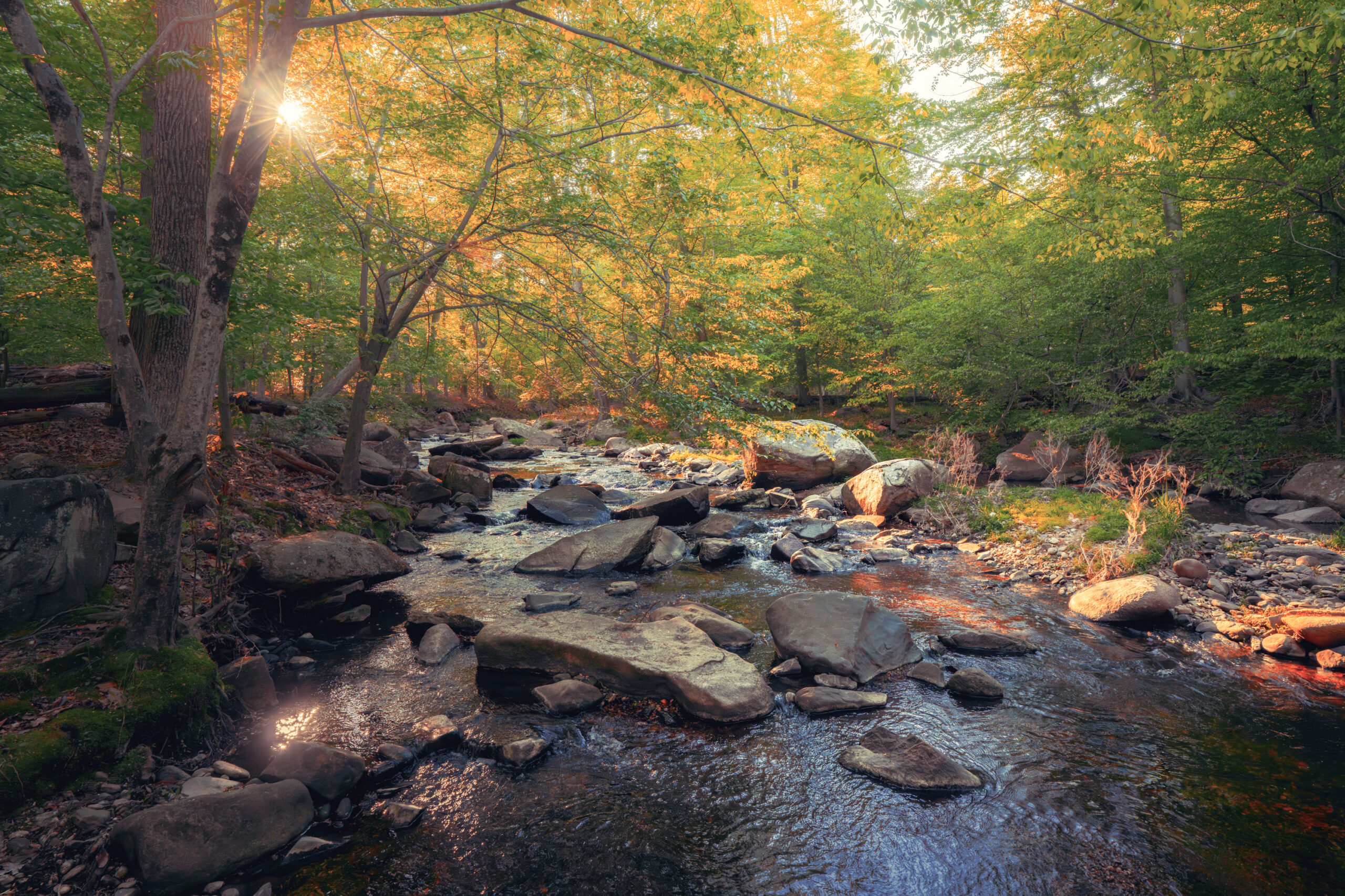 sunlight drifting through the spring leaves