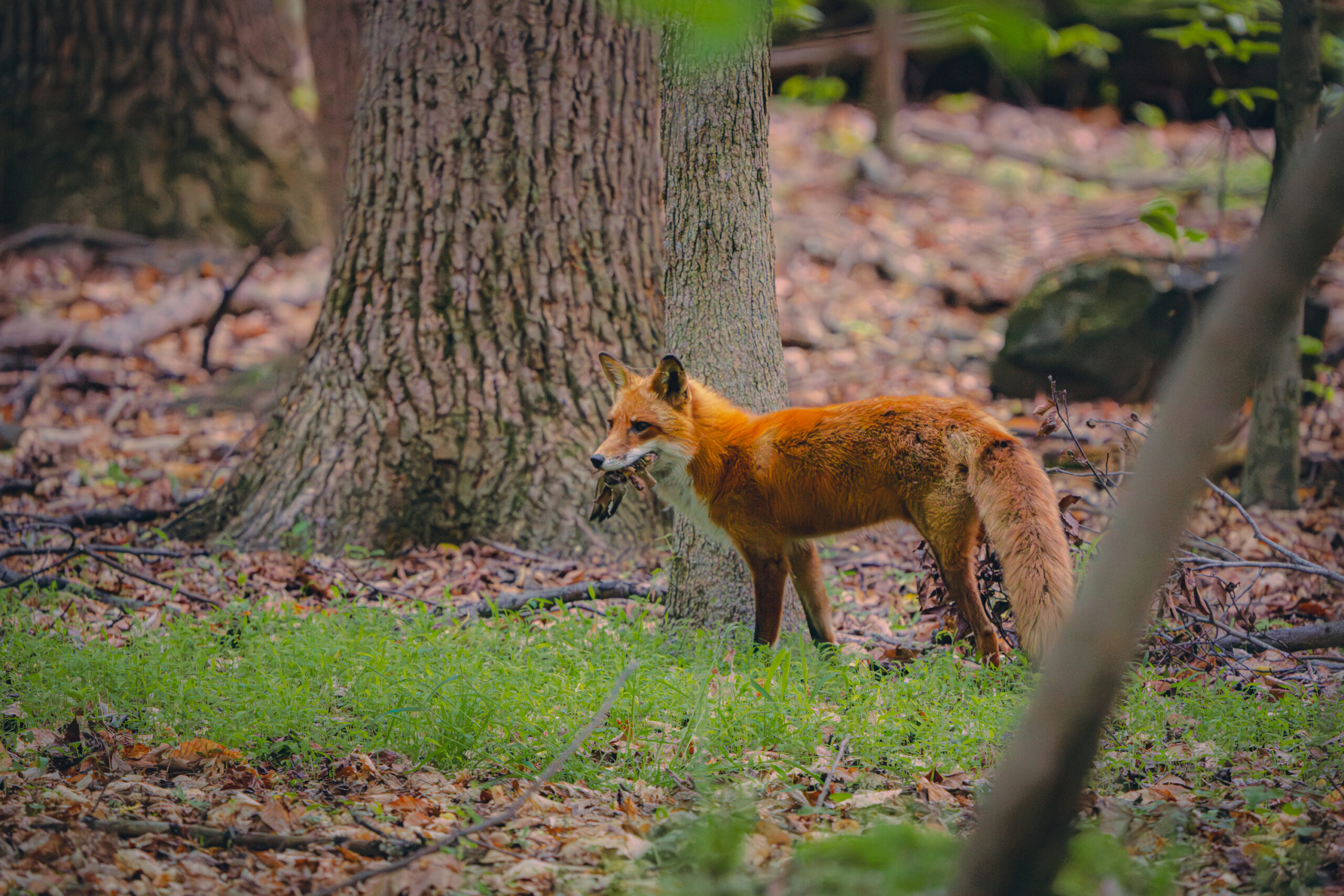 hungry fox with its fresh dinner